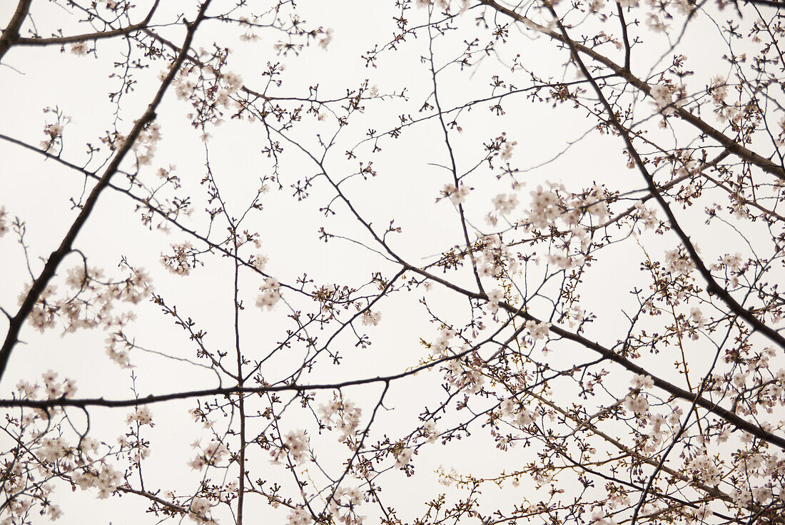 Blooming cherry blossom tree