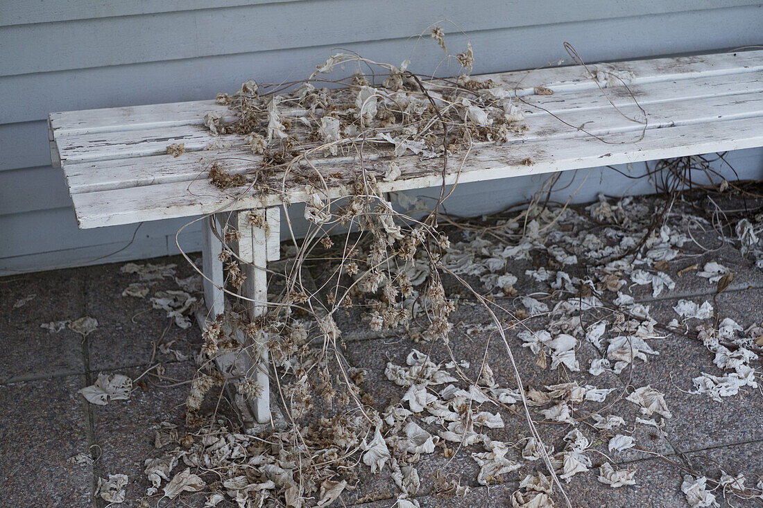 Dry leaves and branches on bench