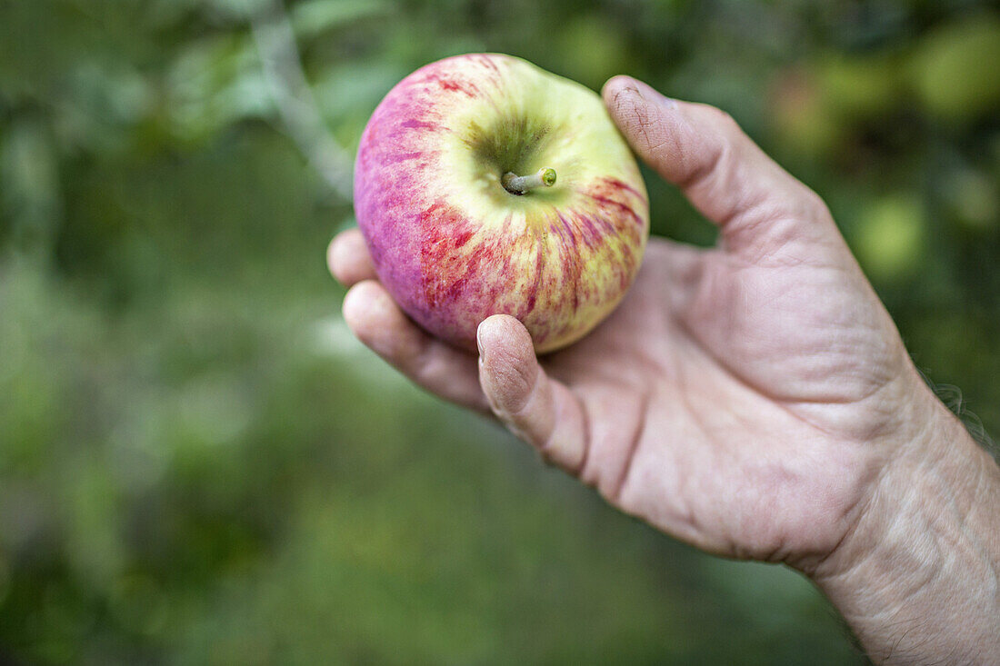 Man holding apple, close-up