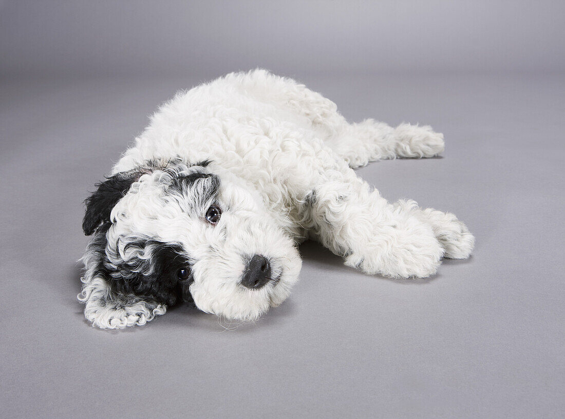 A black and white Portuguese Water Dog lying on its side