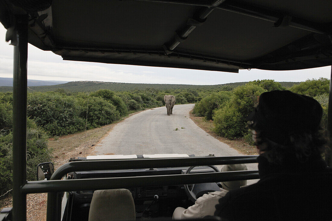 Tourist in safari vehicle
