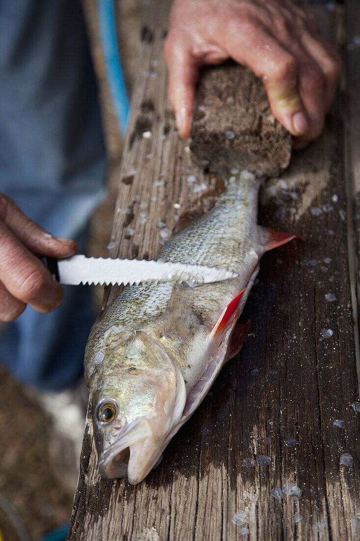 Scraping scales from fish using kitchen knife, close-up
