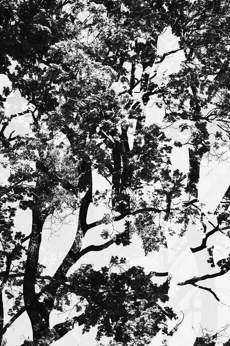 Double exposure of trees from below