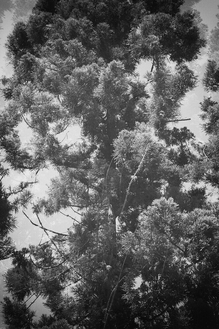 Low angle view of trees