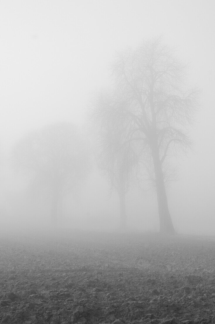 Trees in foggy weather