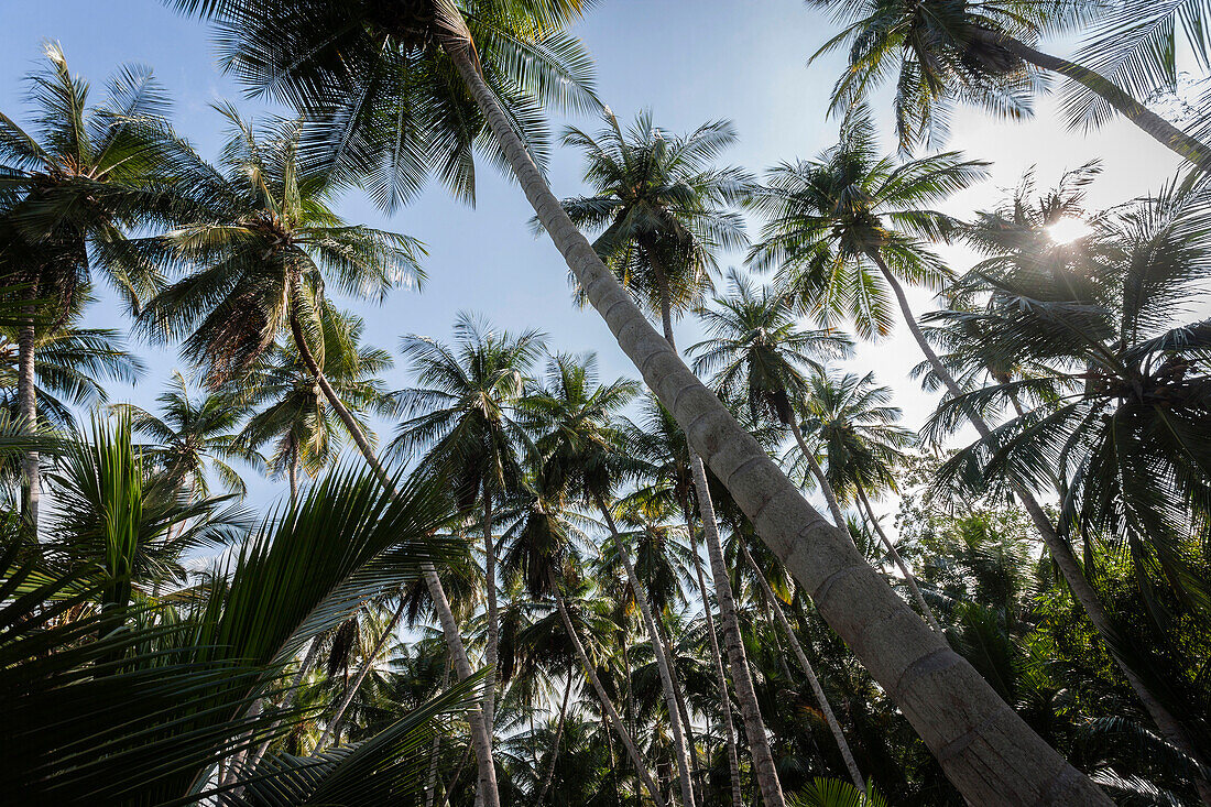 Palm trees, Puerto Columbia, Henri Pittier National Park, Venezuela.