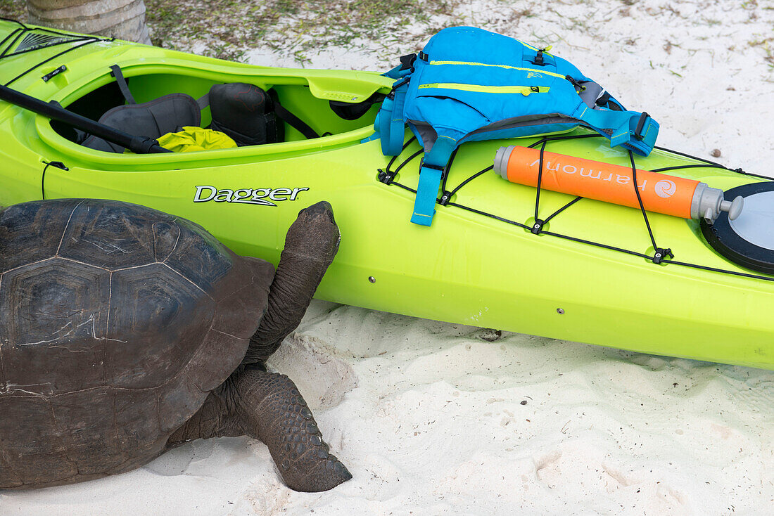 Schildkröte begutachtet Kajak, Seekajaktour auf den Seychellen, Indischer Ozean