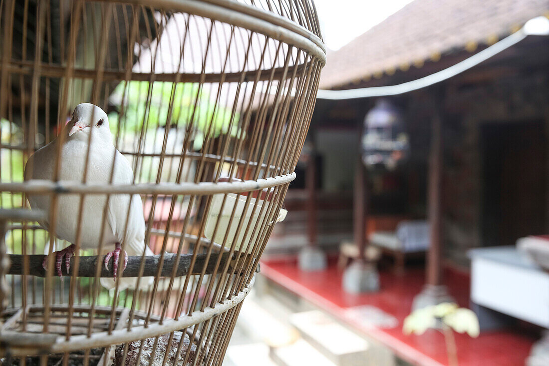 Dove in a cage, courtyard of a Balinese house, Ubud, Gianyar, Bali, Indonesia