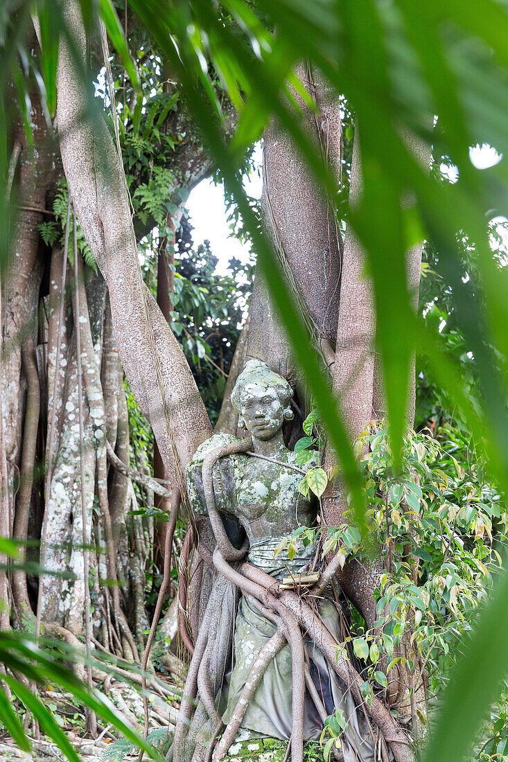 Von Baumwurzeln umschlungene Steinfigur, Museumsgarten, Puri Lukisan, Ubud, Gianyar, Bali, Indonesien