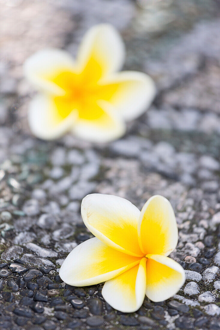 Frangipani blossoms, Ubud, Gianyar, Bali, Indonesia