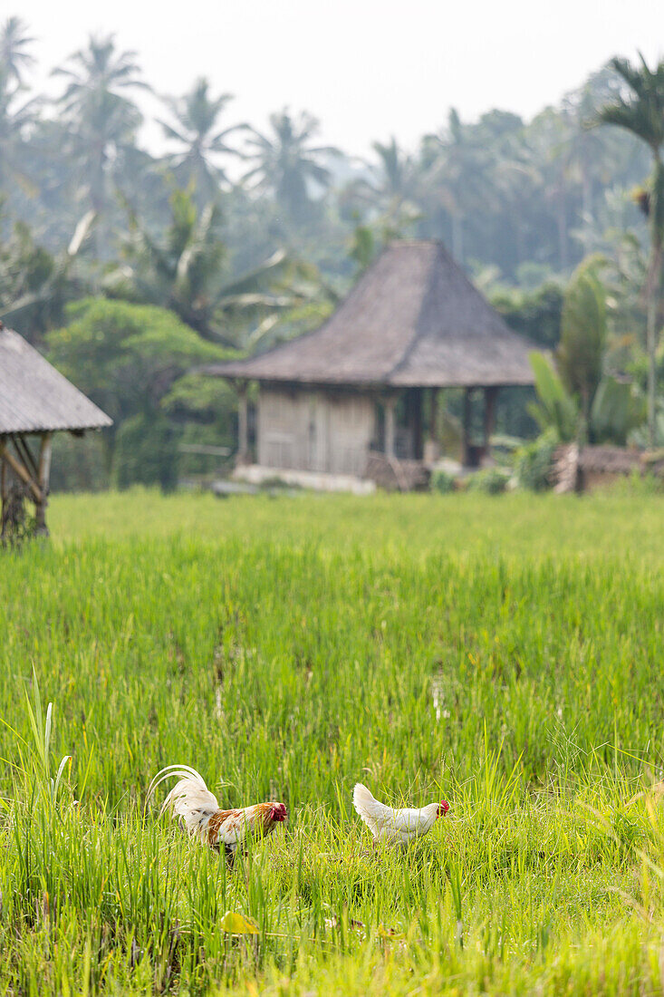 Hahn und Henne im Reisfeld, Sawah, Ubud, Bali, Indonesien