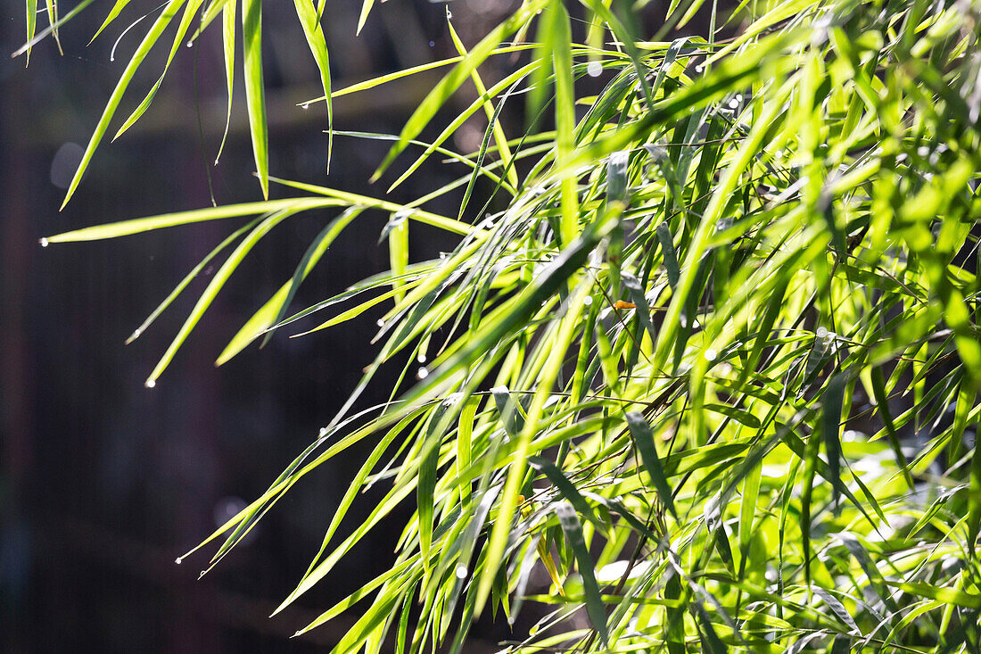 Close-up bamboo leaves, Ubud, Gianyar, Bali, Indonesia