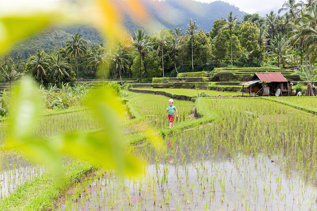 Junge läuft durch ein Reisfeld, Munduk, Bali, Indonesien