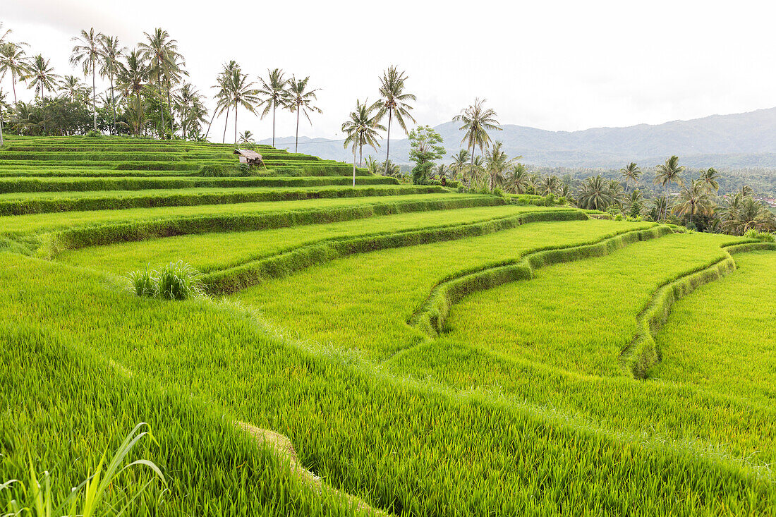 Rice terraces, Mayong, Seririt, Buleleng, Indonesia