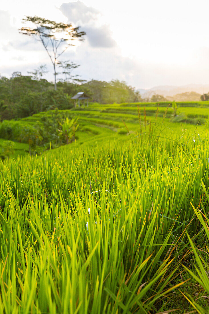 Reisterrassen, Sidemen, Bali, Indonesien