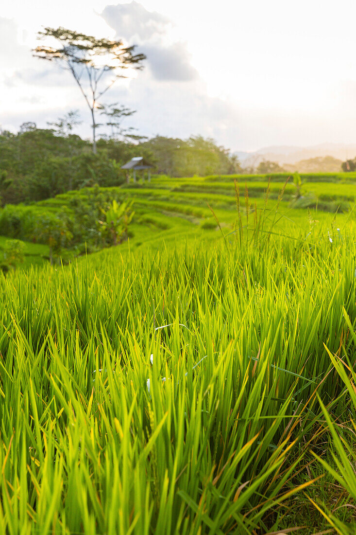 Rice terraces, Sidemen, Bali, Indonesia