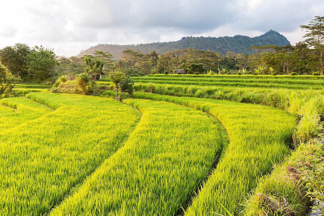 Reisterrassen, Sidemen, Bali, Indonesien