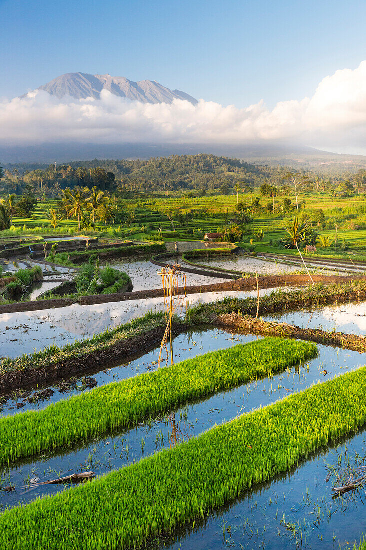 Tropische Landschaft mit Reisfeldern, Gunung Agung, bei Sidemen, Bali, Indonesien