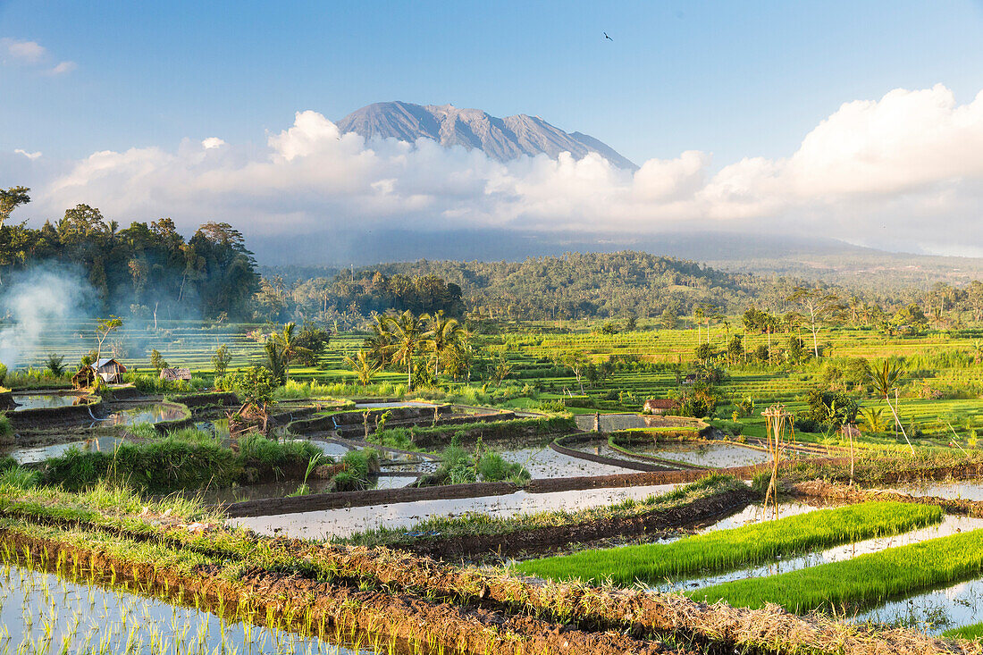 Tropische Vegetation mit Reisfeldern, Gunung Agung, bei Sidemen, Bali, Indonesien