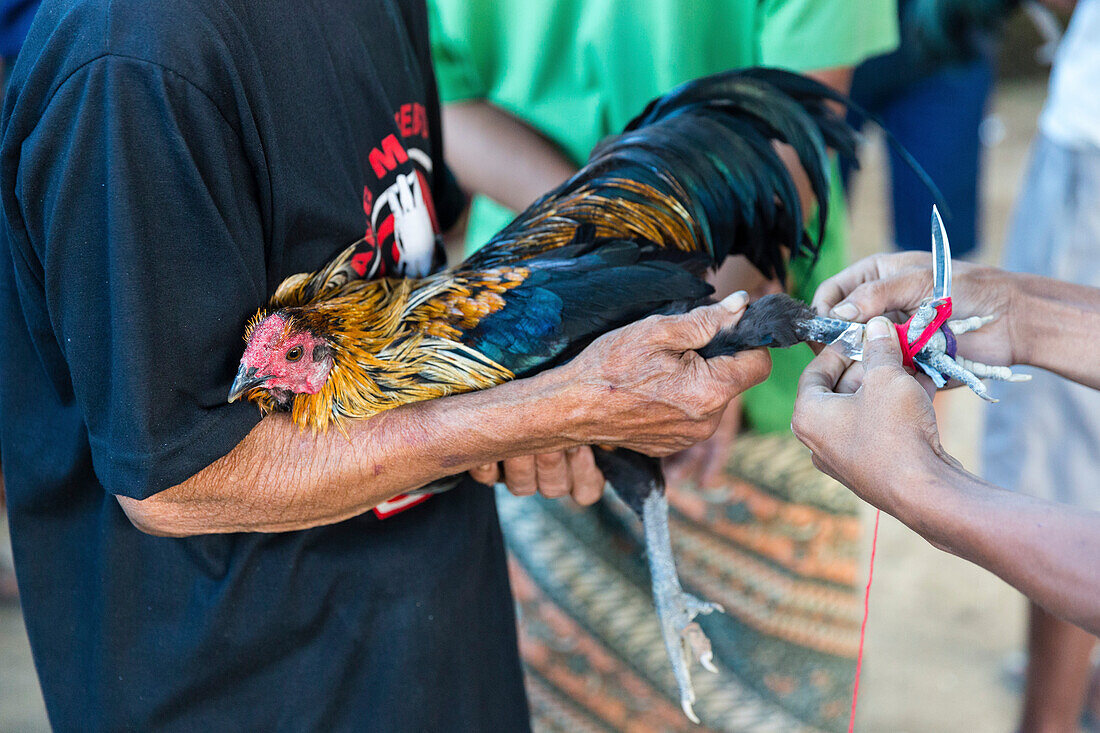 Hahnenkampf anlässlich eines religiösen Festes, bei Sidemen, Bali, Indonesien