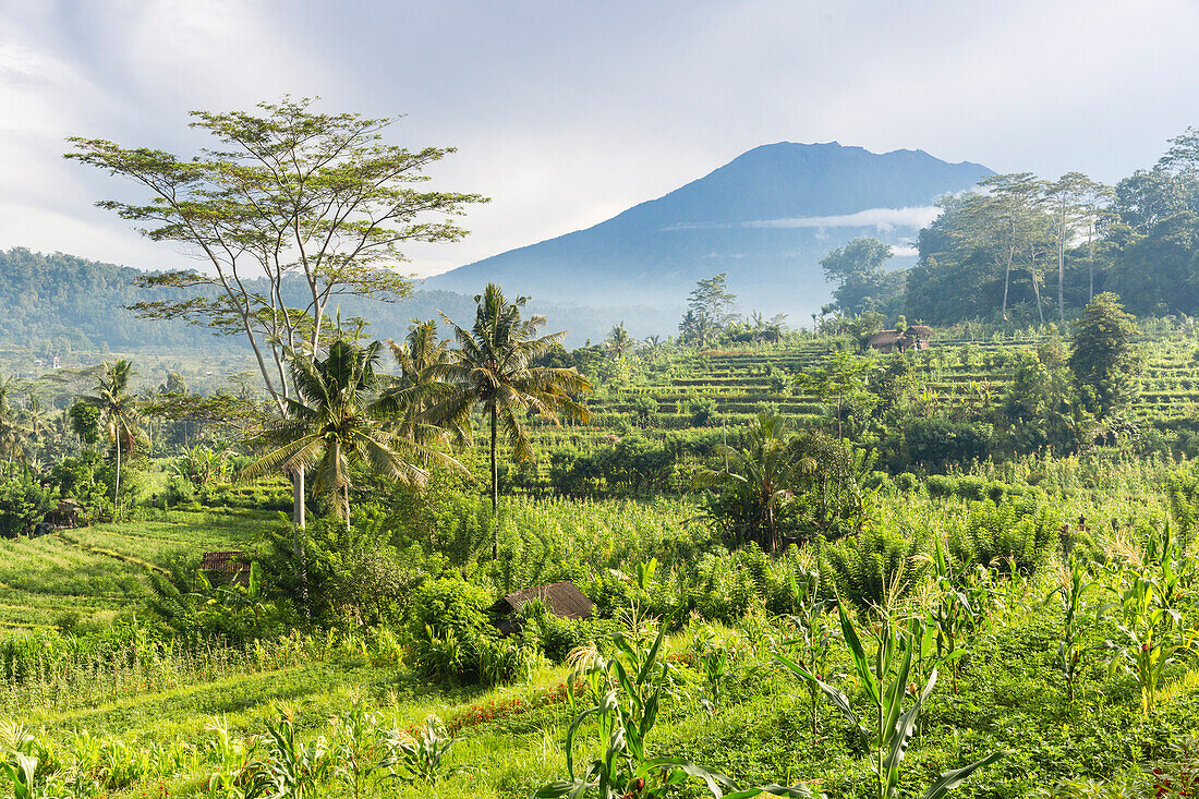 Tropische Landschaft mit Reisfeldern, Gunung Agung, Sidemen, Bali, Indonesien