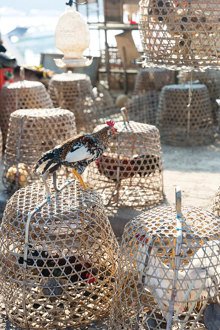 Baskets with fighting cocks for a religious festival, Padangbai, Bali, Indonesia