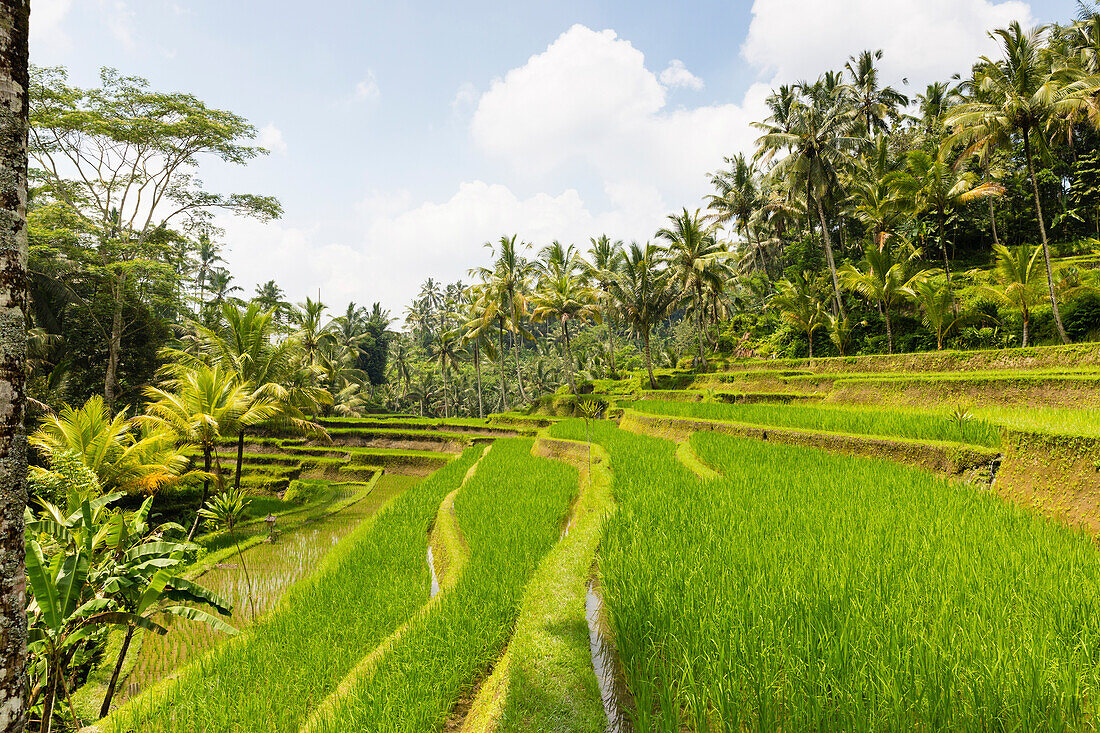 Rice terrace, Sawah, Tampaksiring, Ubud, Bali, Indonesia