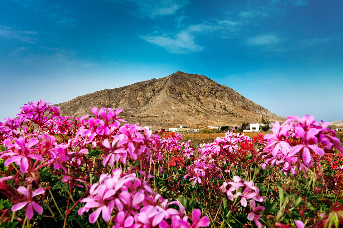 Blumen vor dem Montana Tindaya, Heiliger Berg, Fuerteventura, Kanarische Inseln, Spanien