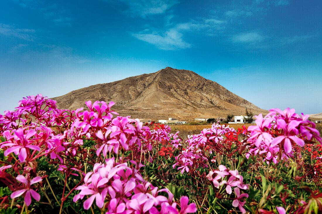 Flowers in front of Montana Tindaya, Holy Mountain, Fuerteventura, Canary Islands, Spain