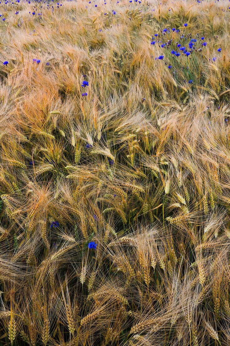 Feield with blue flowers, Sprenge, Schwedeneck, Daenischer Wohld, Rendsburg-Eckernfoerde, Schleswig-Holstein, Germany