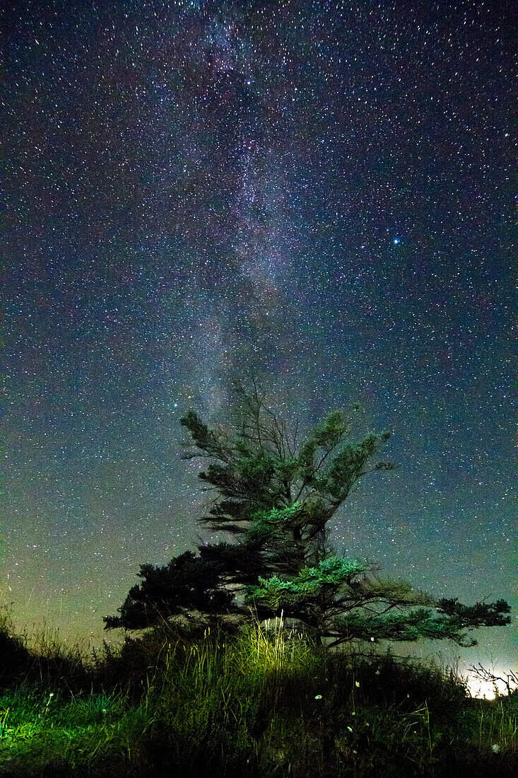 Baum und Sternenhimmel bei Nacht, Rendsburg-Eckernförde, Schleswig-Holstein, Deutschland