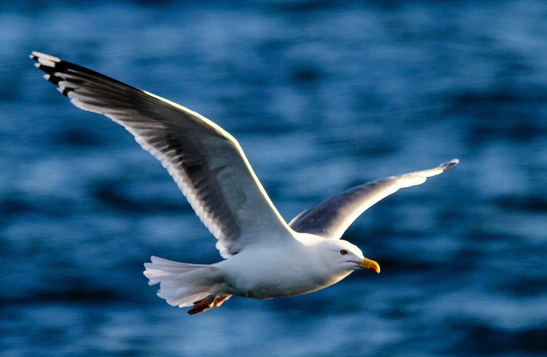Great black-backed gull, Kiel fjord, Baltic sea, Kiel, Schleswig-Holstein, Germany
