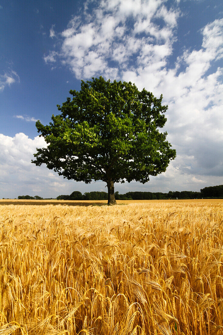 Corn field in Gettorf, Rendsburg-Eckernfoerde, Schleswig-Holstein, Germany