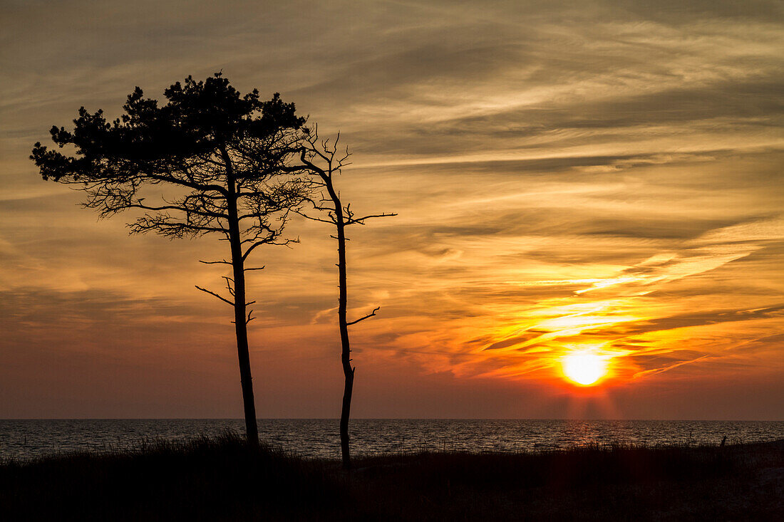 West beach at sunset, Darss, National park Vorpommersche Boddenlandschaft, Baltic sea, Mecklenburg-Vorpommern, Germany