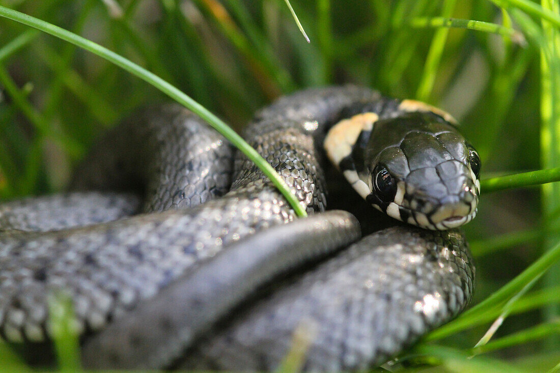 Ringelnatter im Gras, Mecklenburg-Vorpommern, Deutschland