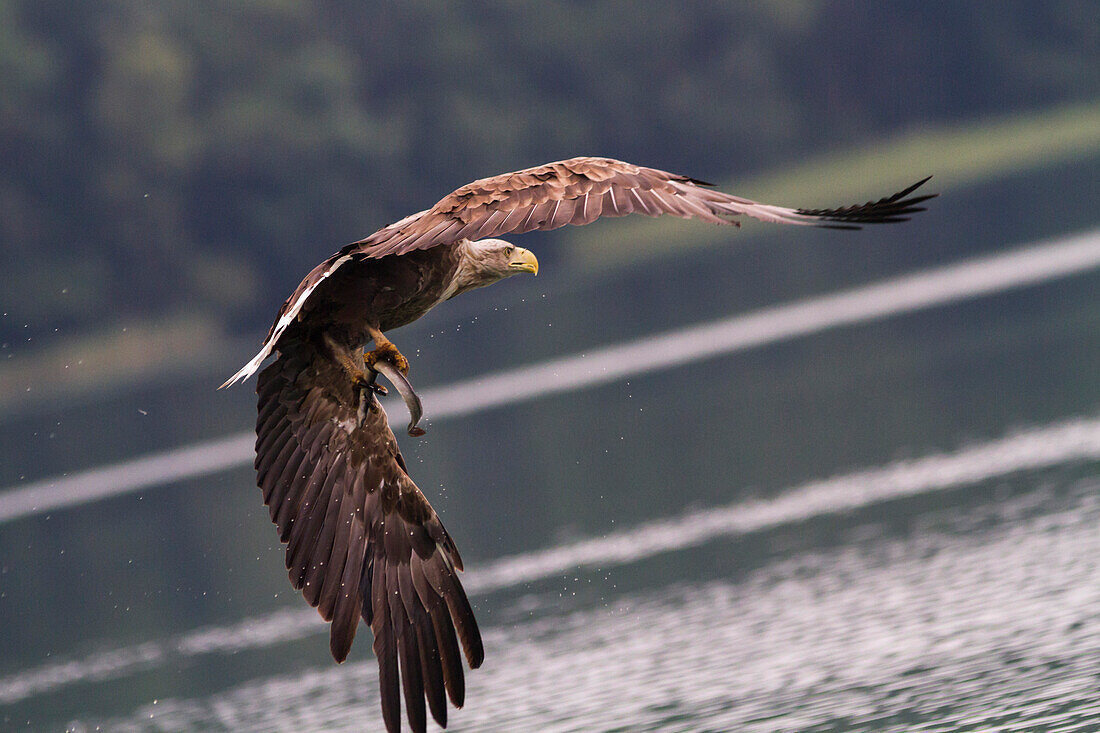 White tailed Eagle, Haliaeetus albicilla, Feldberger Seenlandschaft, Mecklenburgische Seenplatte, Mecklenburg-Vorpommern, Germany