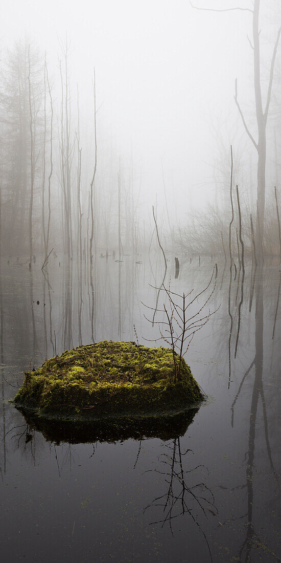 Kaltenhofer Moor (Hochmoor, Naturschutzgebiet), Dänischer Wohld, Rendsburg-Eckernförde, Schleswig-Holstein, Deutschland