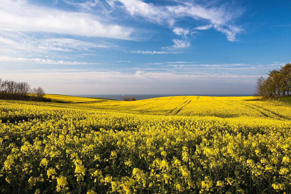 Rape field in blossom at the Baltic Sea, Schwedeneck, Daenischer Wohld, Rendsburg-Eckernfoerde, Schleswig-Holstein, Germany