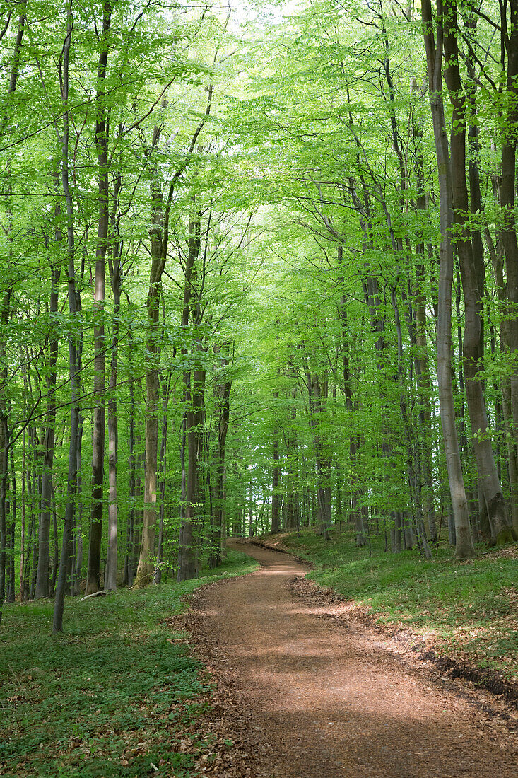 Frühling im Wald am Westensee, Naturpark Westensee, Rendsburg-Eckernförde, Schleswig-Holstein, Deutschland