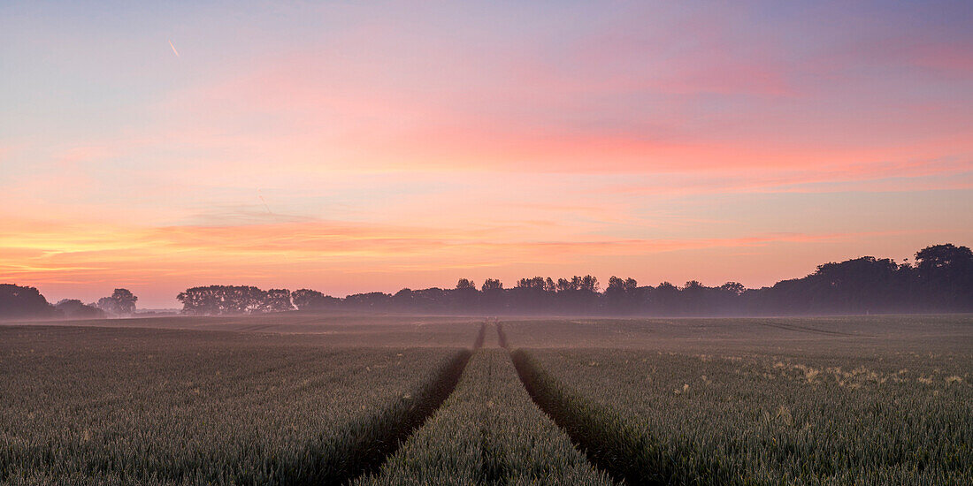 Field at sunset, Schwedeneck, Daenischer wohld, Rendsburg-Eckernfoerde, Schleswig-Holstein, Germany