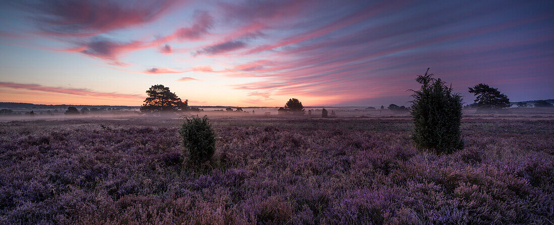 Heather in blossom, Wilsede, Bispingen, Lueneburger Heide Nature Park, Niedersachsen, Germany