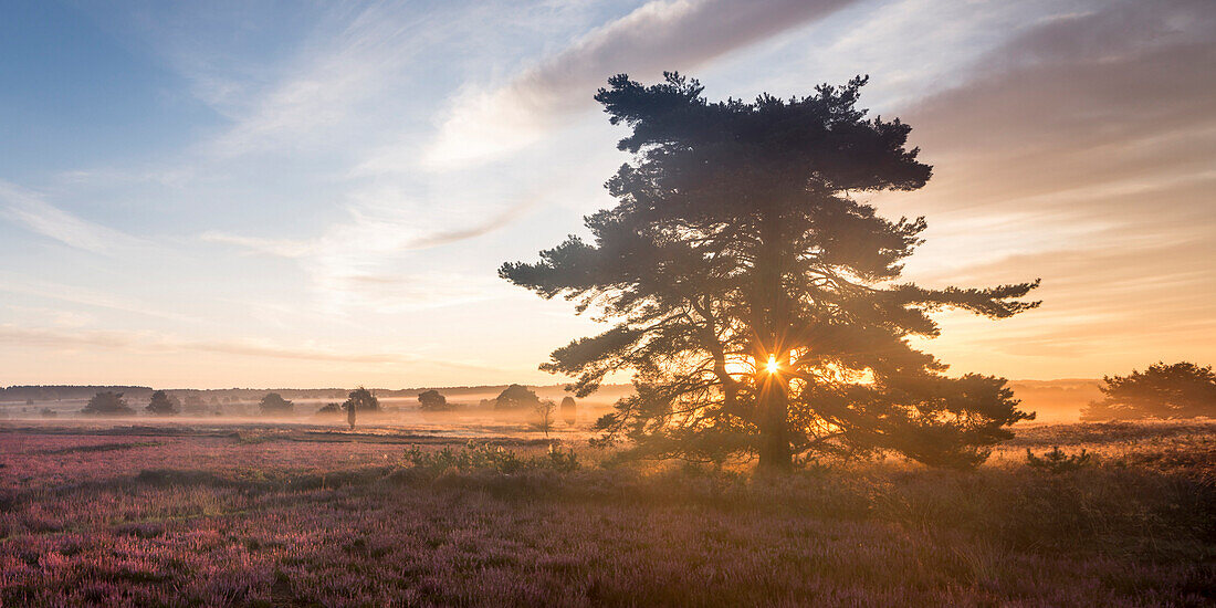 Heather in blossom, Wilsede, Bispingen, Lueneburger Heide Nature Park, Niedersachsen, Germany