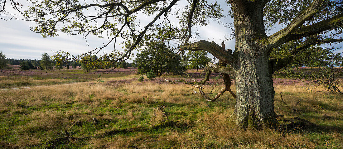 Heather in blossom, Wilsede, Bispingen, Lueneburger Heide Nature Park, Niedersachsen, Germany