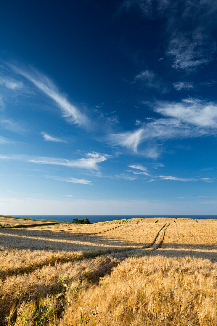 Wheat field, Schwedeneck, Baltic Sea, Daenischer Wohld, Rendsburg-Eckernfoerde, Schleswig-Holstein, Germany