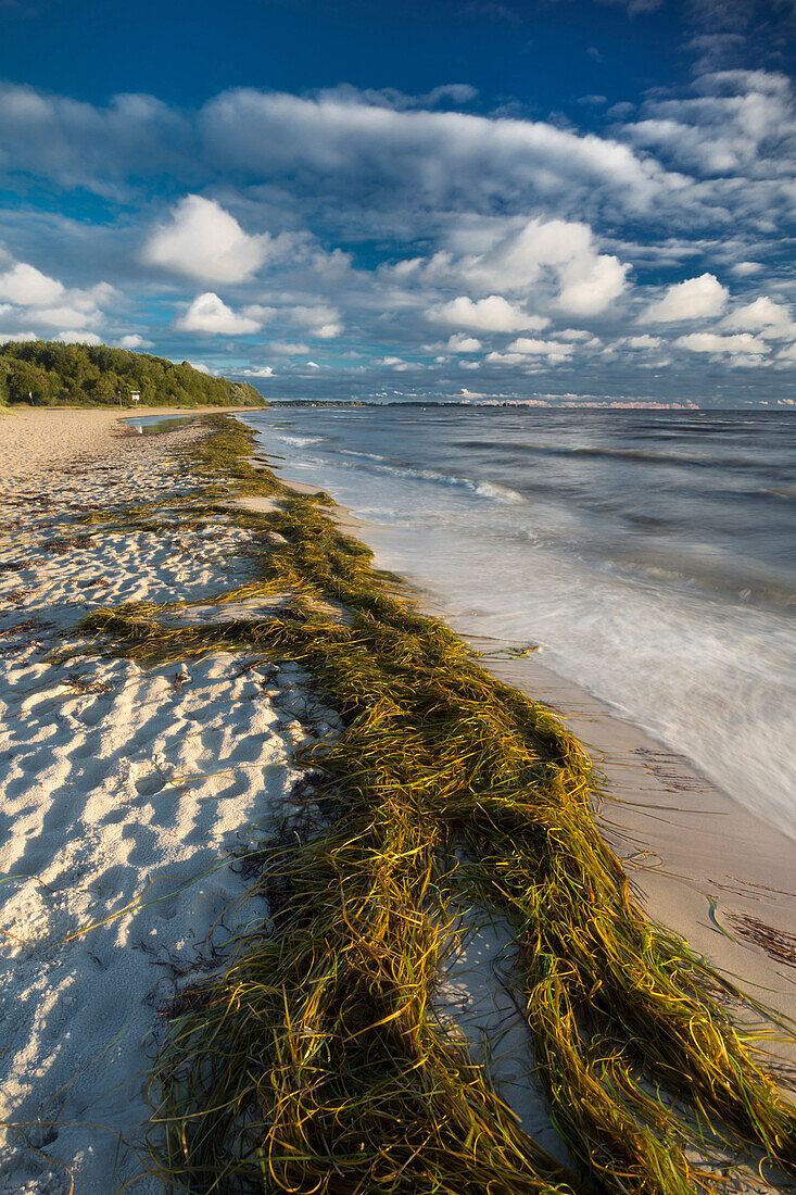 Strand bei Falkenstein, Kieler Förde, Ostsee, Friedrichsort, Kiel, Schleswig-Holstein, Deutschland