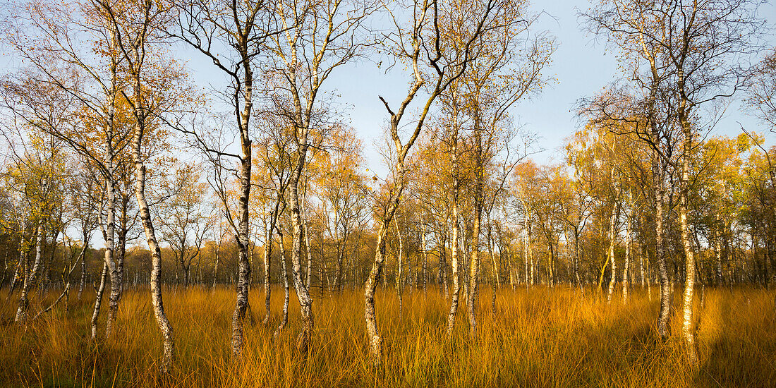 Katenhofer Moor, Daenisch Wohld, Rendsburg-Eckernfoerde, Schleswig-Holstein, Germany