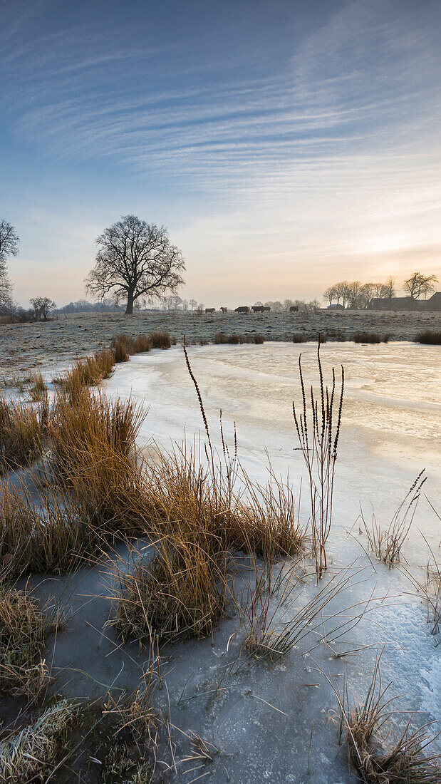 Katenhofer moor, Daenisch Wohld, Rendsburg-Eckernfoerde, Schleswig-holstein, Germany