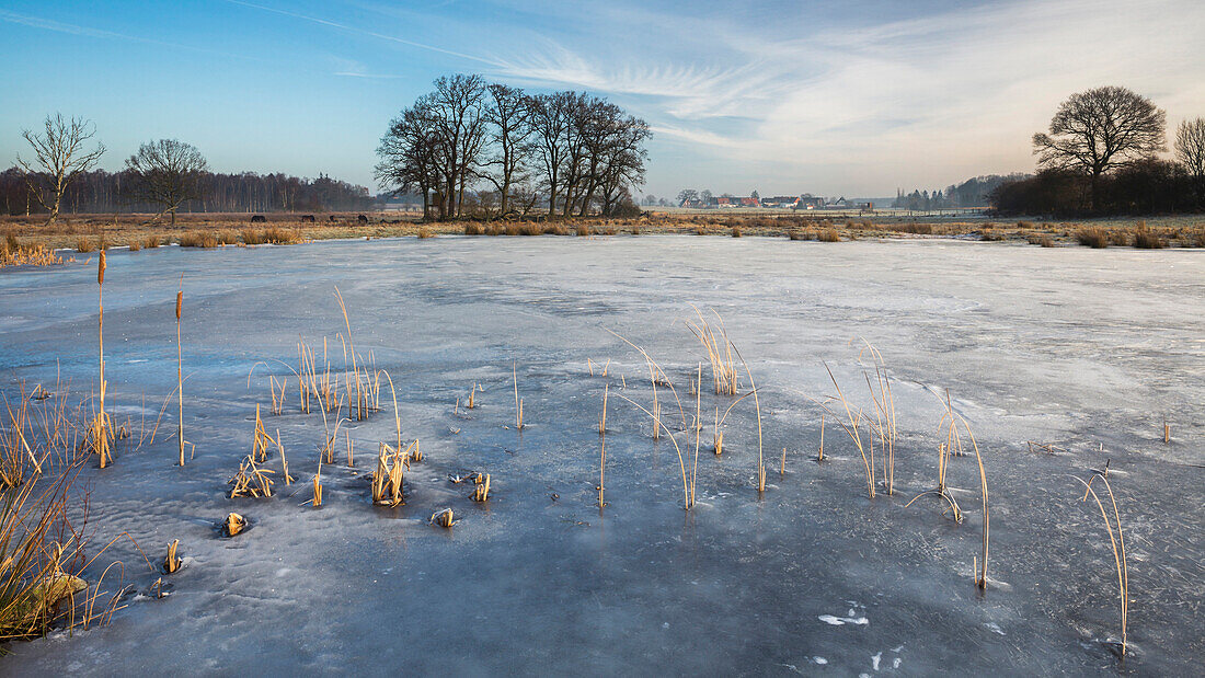 Kaltenhofer Moor (Naturschutzgebiet), Dänischer Wohld, Rendsburg-Eckernförde, Schleswig-Holstein, Deutschland