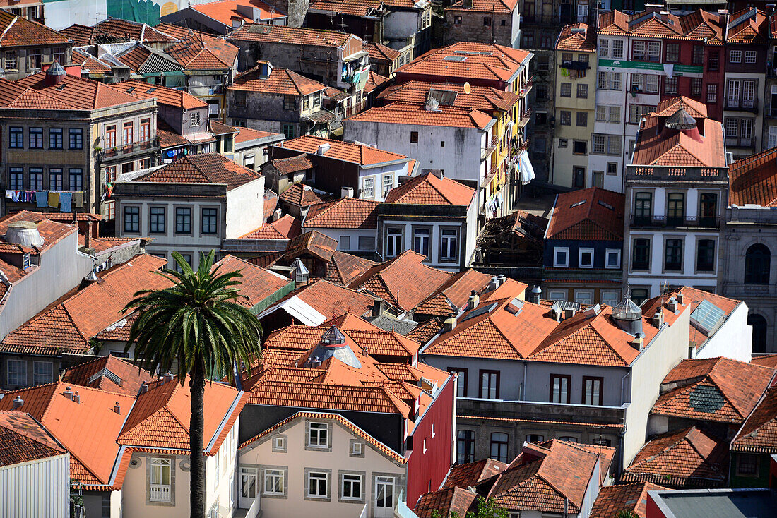 Blick vom Turm der Kirche dos Clérigos, Porto, Portugal