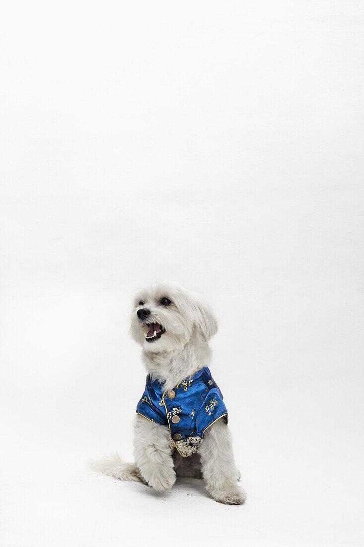 A Maltipoo wearing a traditional Chinese Cheongsam